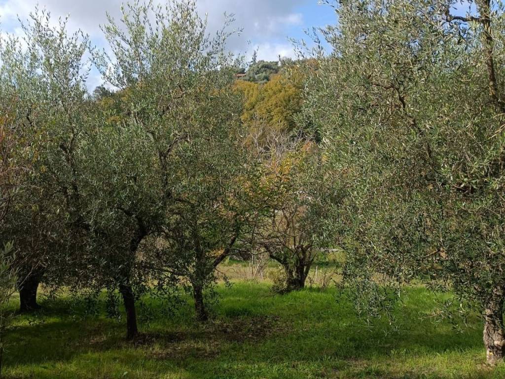 Terreno a Palombara sabina in Strada delle Lame, 19 - Foto 3