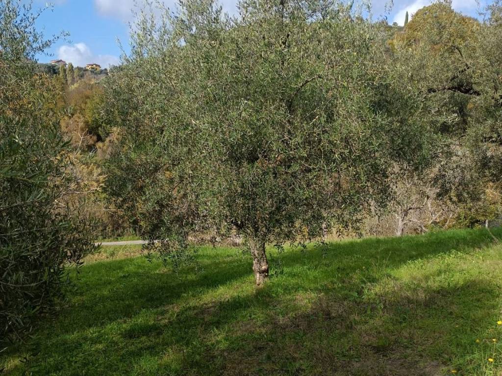 Terreno a Palombara sabina in Strada delle Lame, 19 - Foto 4