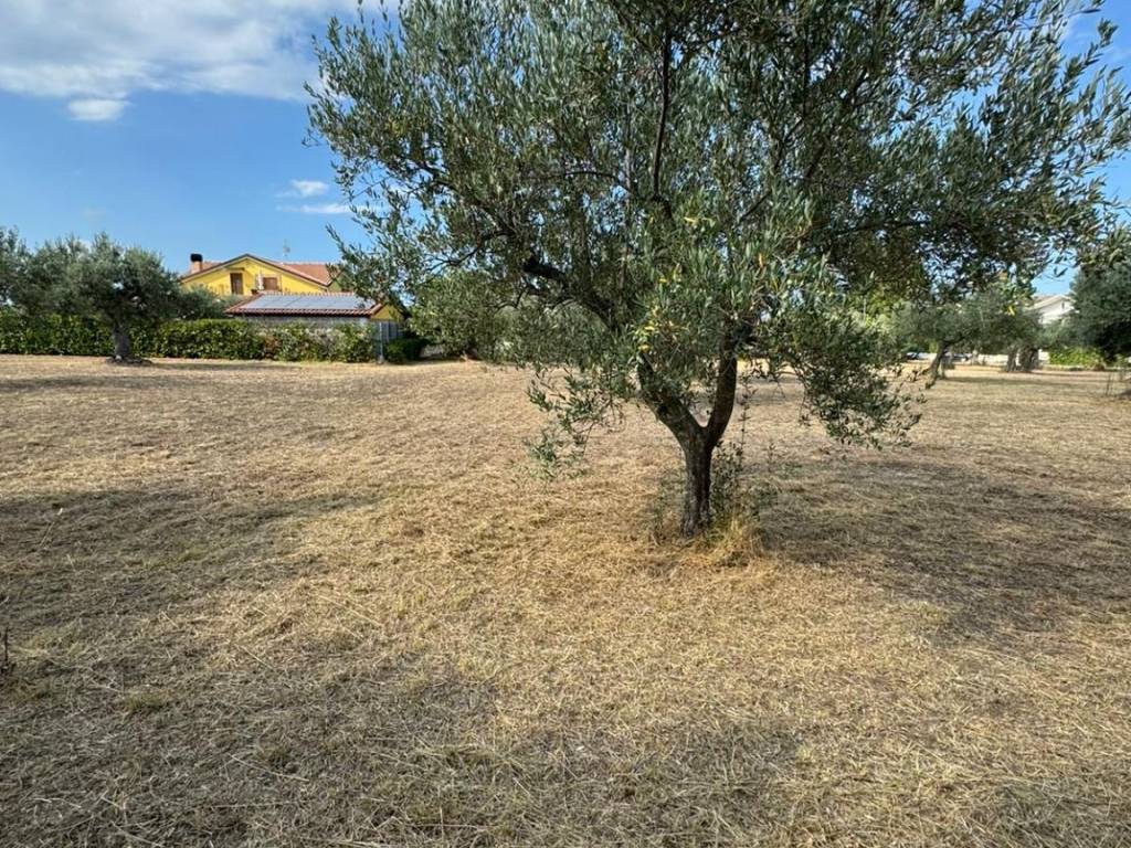 Terreno a Treglio in contrada san giorgio - Foto 5