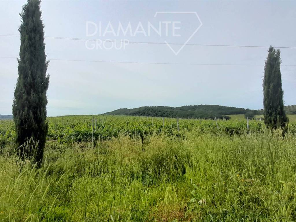 Terreno a Scansano in Scansano - Foto 3