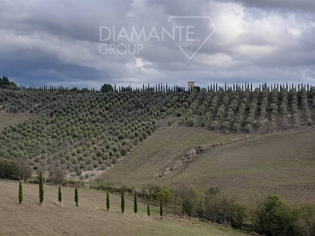 Terreno a Scansano in Scansano - Foto 5