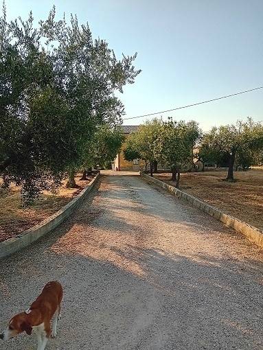 Rustico / casale a Arielli in Località Fonte Grande, 10 - Foto 5