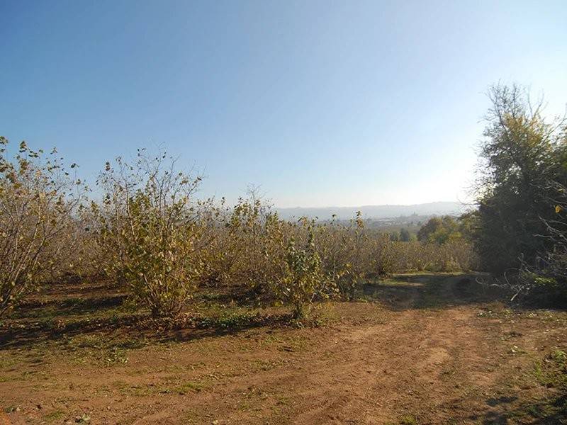 Rustico / casale a Carrù - Foto 4