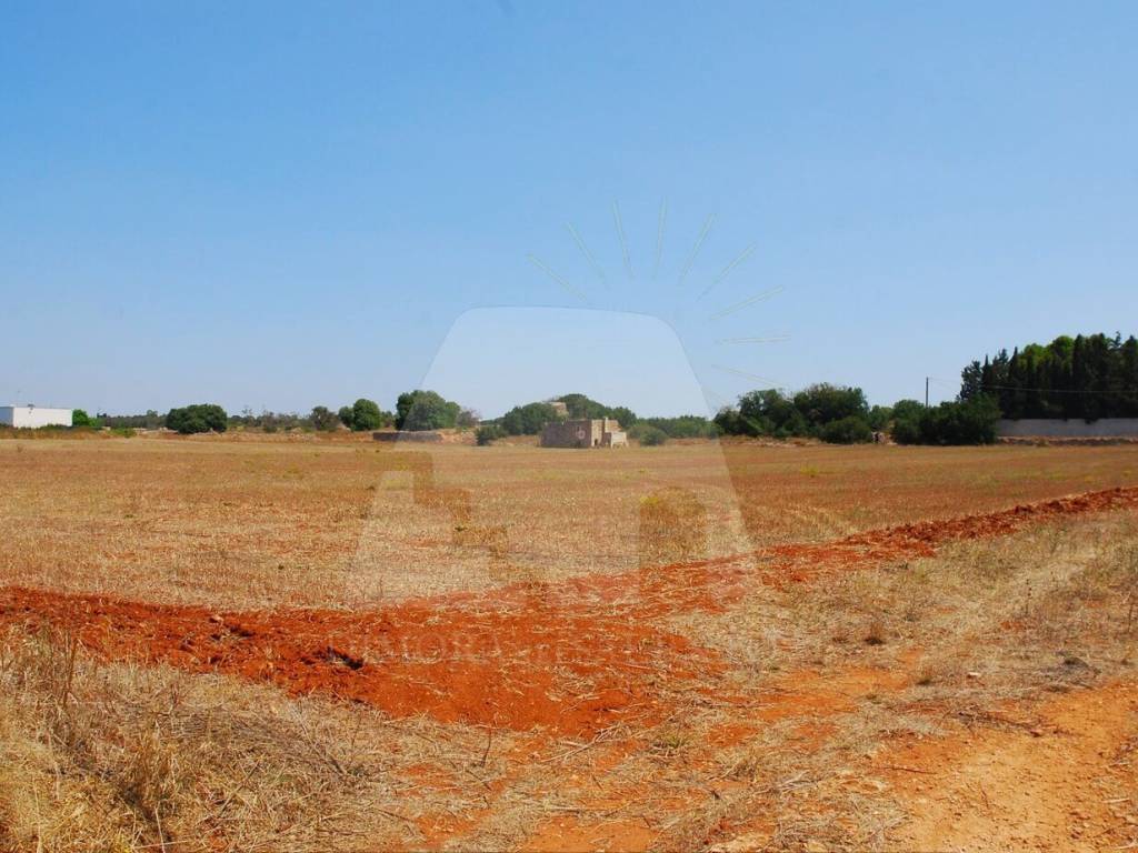 Terreno a Alessano in Strada Comunale Alessano Specchia - Foto 2