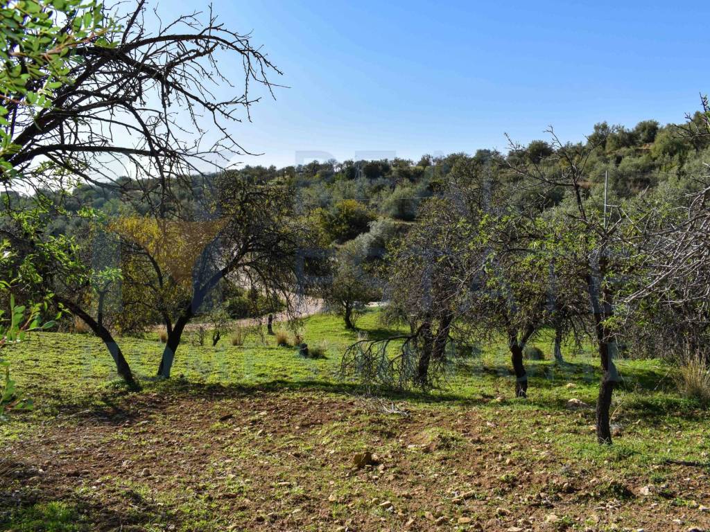 Terreno a Noto in Via Tommaso Fazello, 228 - Foto 3