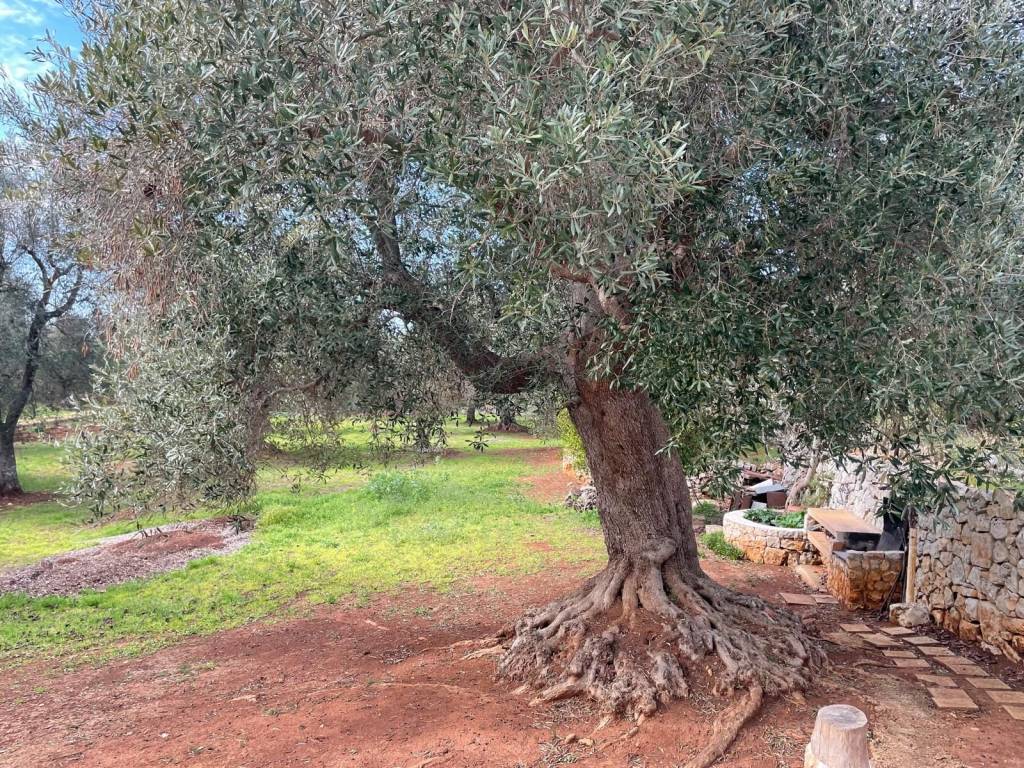 Rustico / casale a Ceglie messapica in Contrada Mesola - Foto 4