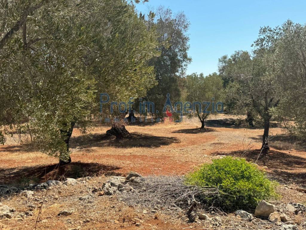 Rustico / casale a Carovigno - Foto 4