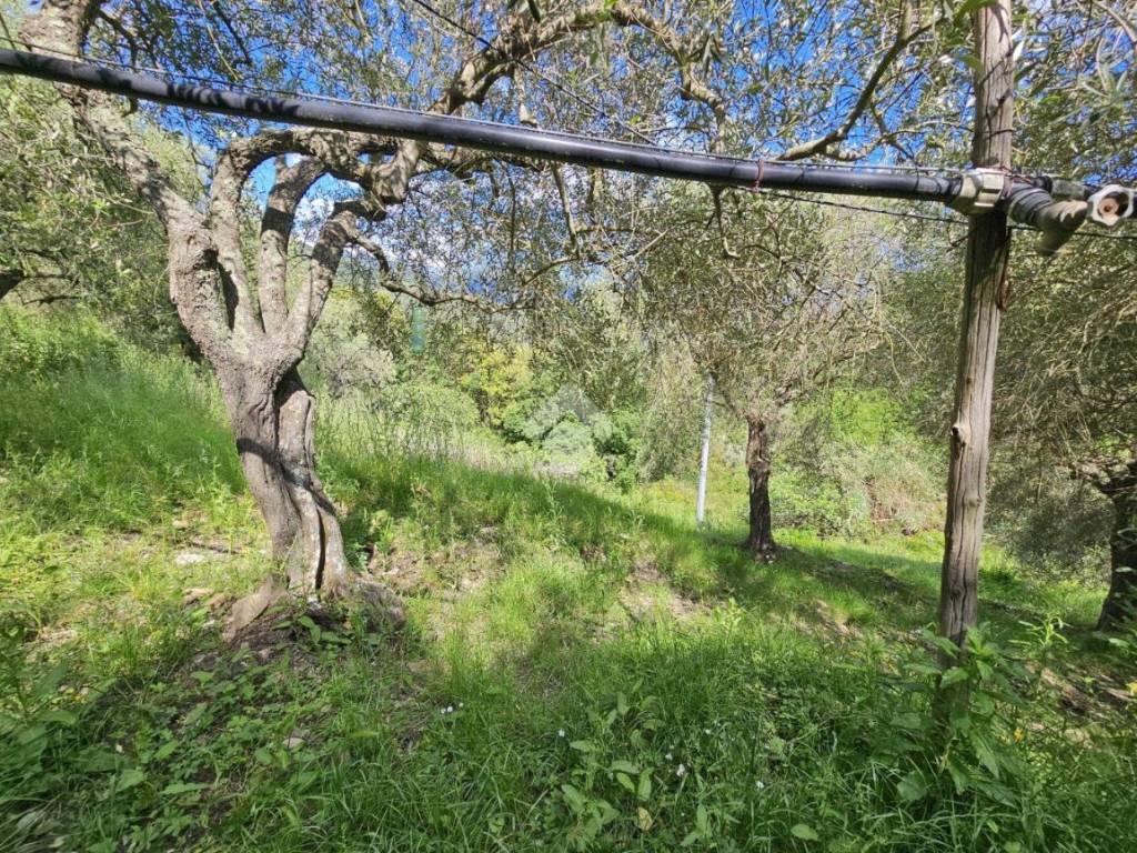 Rustico / casale a Taggia in Regione Beuzi - Foto 4
