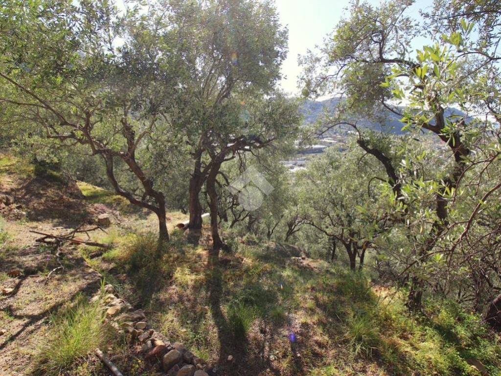 Terreno a Taggia in Str. Antica di Badalucco - Foto 5