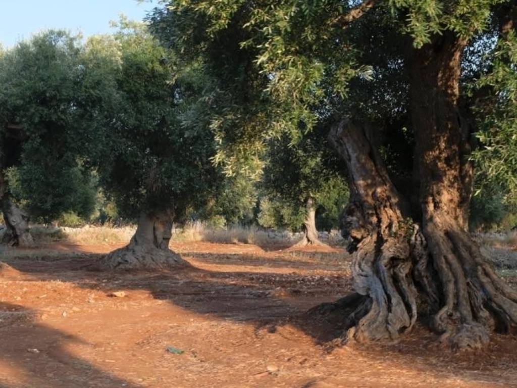 Villa a Fasano - Foto 3