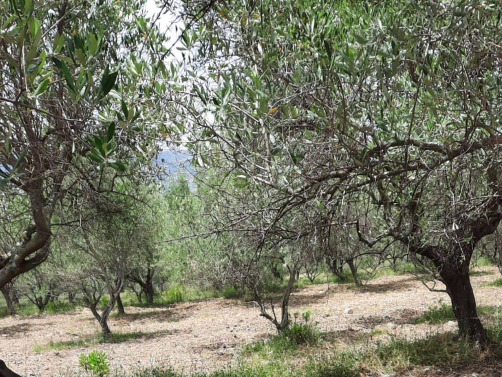 Terreno a Montecorvino rovella in Contrada Pezze - Foto 2