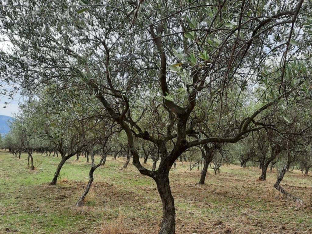 Terreno a Montecorvino rovella in Contrada Pezze - Foto 3