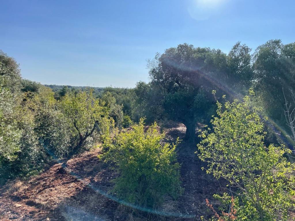 Rustico / casale a Ceglie messapica in contrada circiello - Foto 3