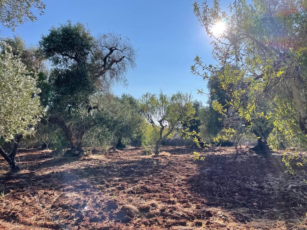 Rustico / casale a Ceglie messapica in contrada circiello - Foto 4