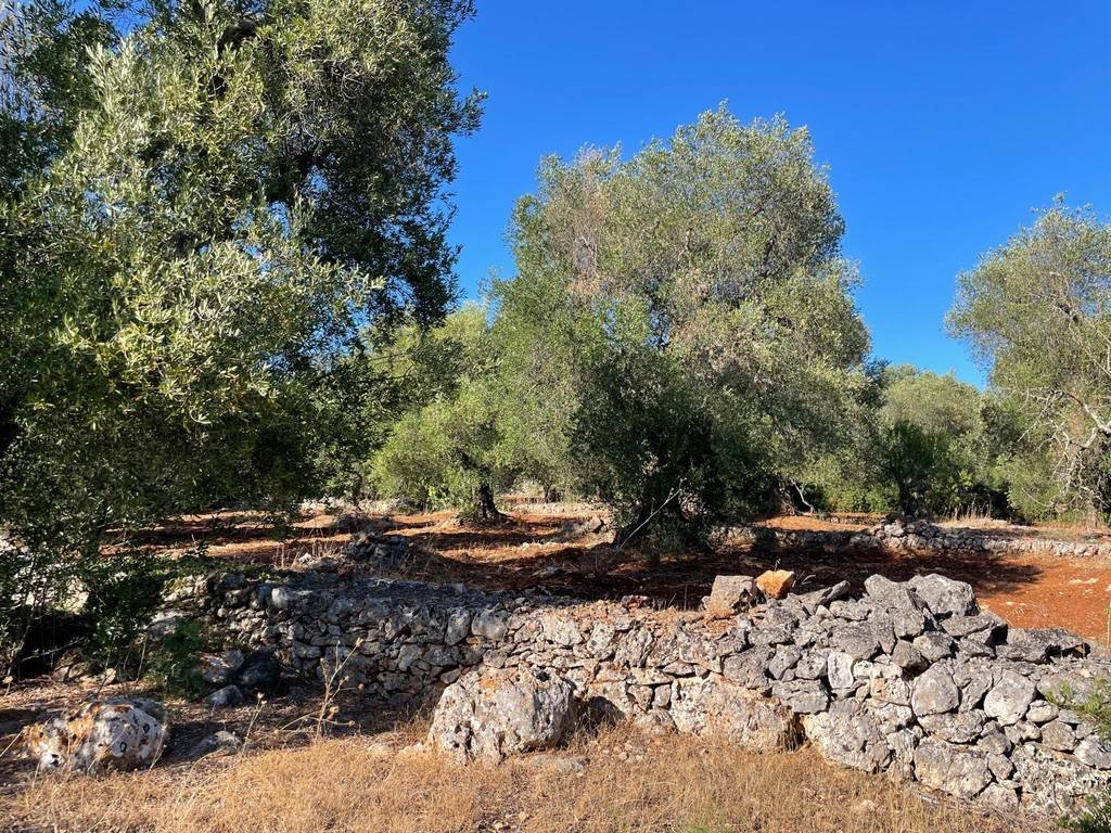 Rustico / casale a Ceglie messapica in contrada circiello - Foto 5