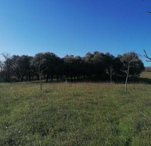 Terreno a Ascea in Località Paino - Foto 5