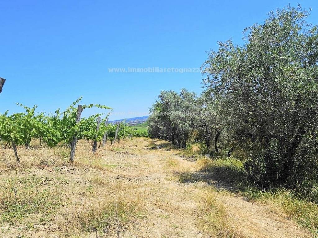 Terreno a San gimignano in Zona campagna - Foto 2