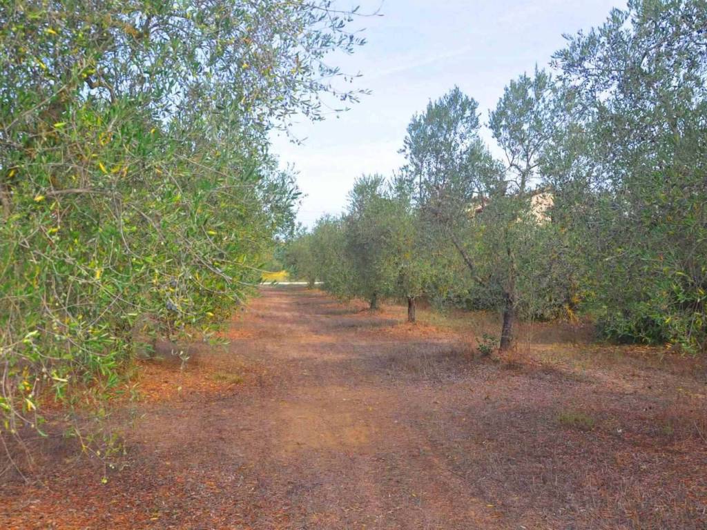 Terreno a Suvereto in località Il Poggetto - Foto 2