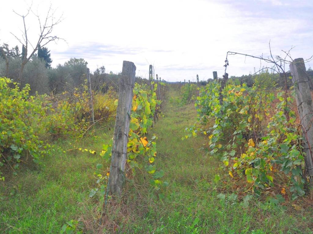 Terreno a Suvereto in località Il Poggetto - Foto 3