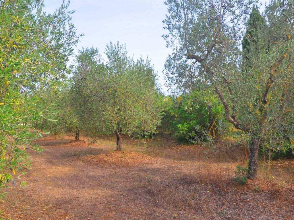 Terreno a Suvereto in località Il Poggetto - Foto 4