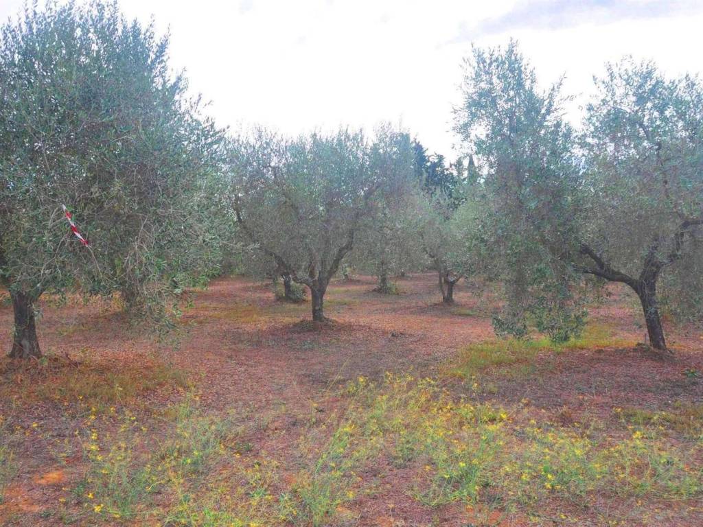 Terreno a Suvereto in località Il Poggetto - Foto 5
