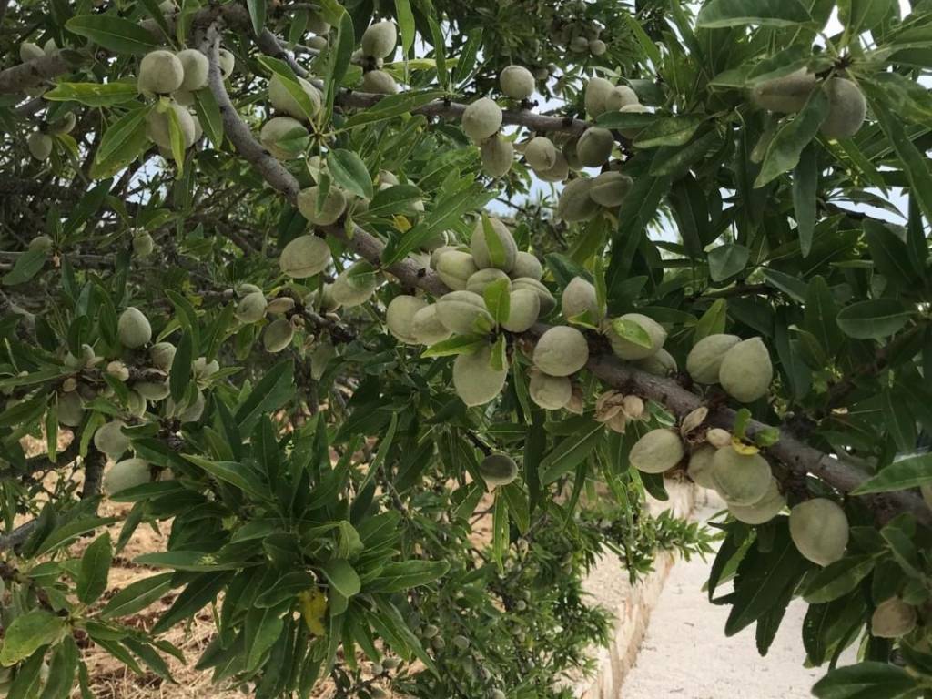 Villa a Ostuni in Contrada Guappi Falghero - Foto 2
