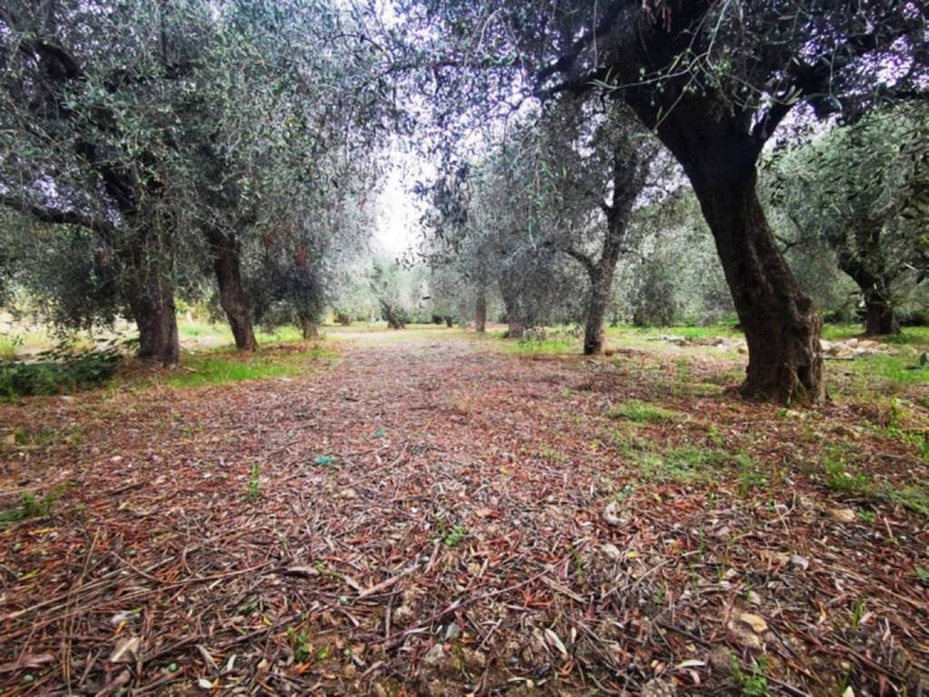 Terreno a San bartolomeo al mare in Via Ca' De Conti - Foto 3