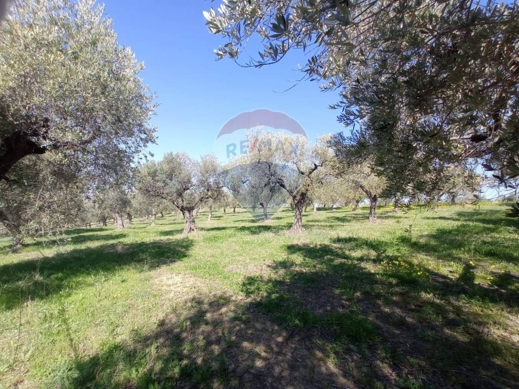 Terreno a Francavilla al mare in Contrada Santa Cecilia - Foto 5