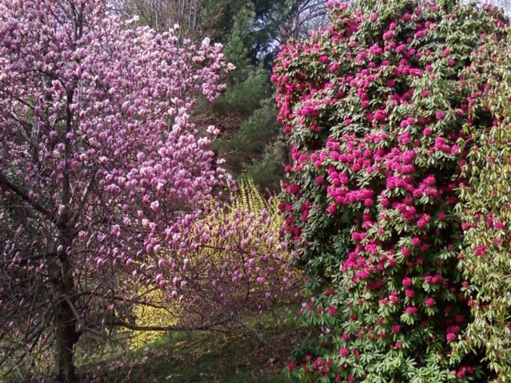 Rustico / casale a Luino - Foto 4