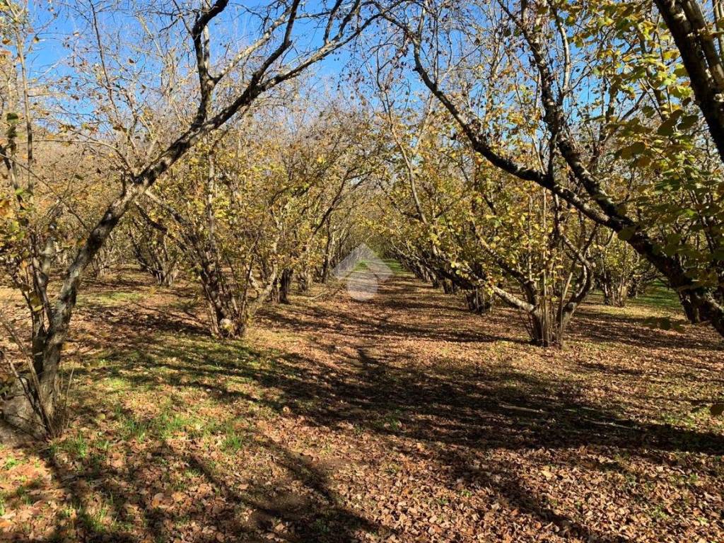 Terreno a Sutri in Via Ronciglione n. 75 - Foto 2