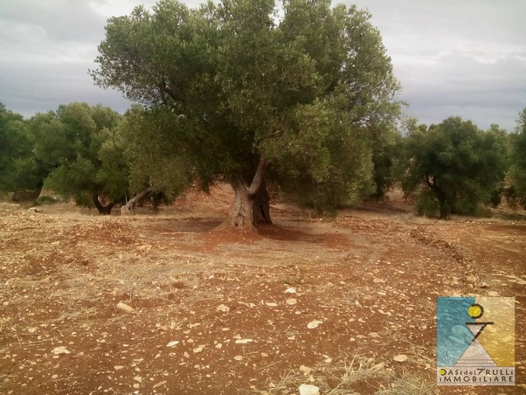 Terreno a Ceglie messapica in Ceglie Messapica, contrada Siatonna - Foto 4