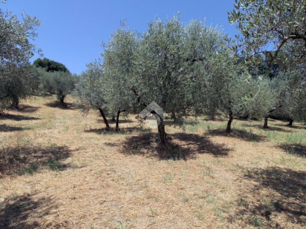 Terreno a Montopoli di sabina in Via Romana - Foto 3