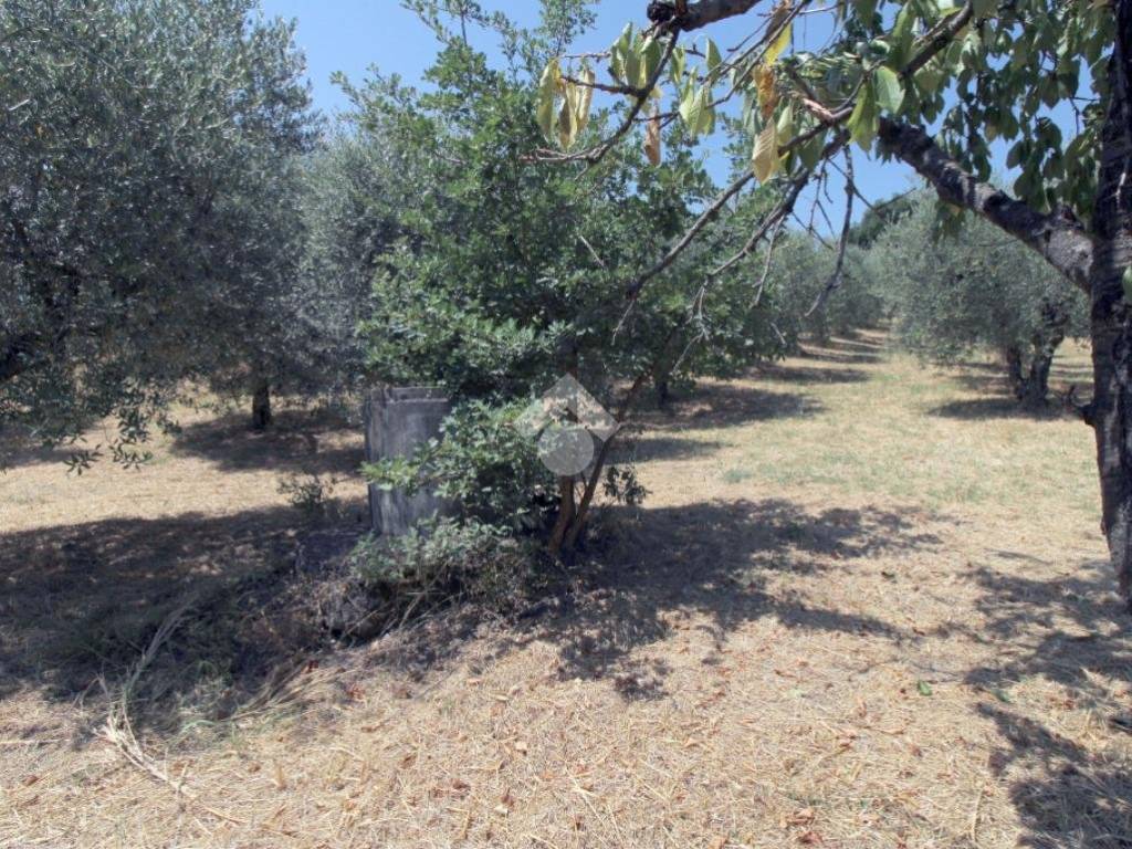 Terreno a Montopoli di sabina in Via Romana - Foto 4