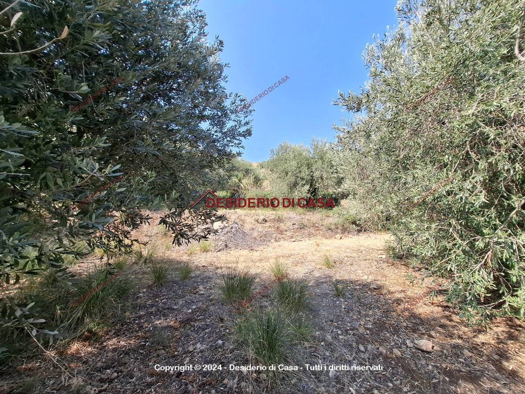 Terreno a Altavilla milicia - Foto 5