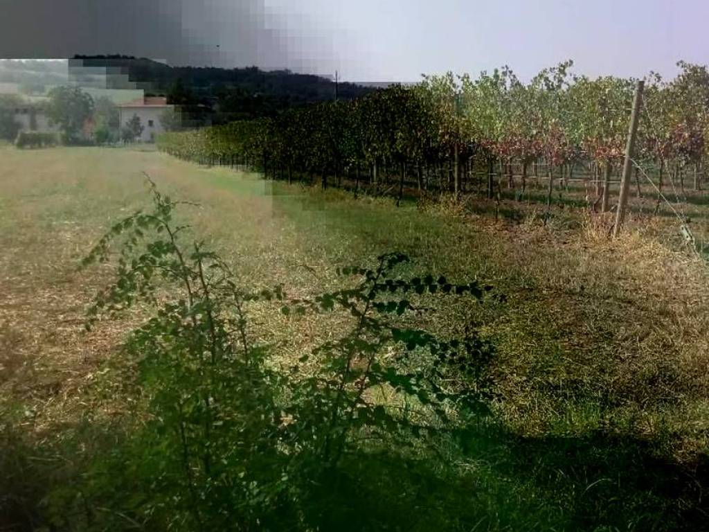 Terreno a Albinea - Foto 3
