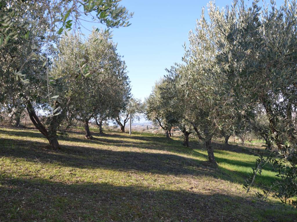 Rustico / casale a Roseto degli abruzzi in Via Luigi Illuminati - Foto 3