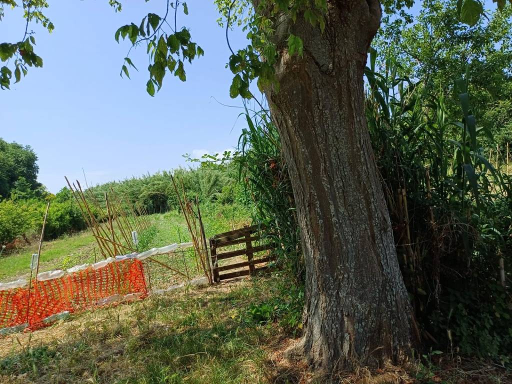Terreno a Casalbordino in Via dei Miracoli - Foto 2