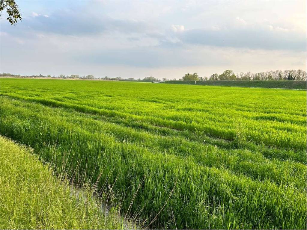 Terreno a Fiume veneto - Foto 2