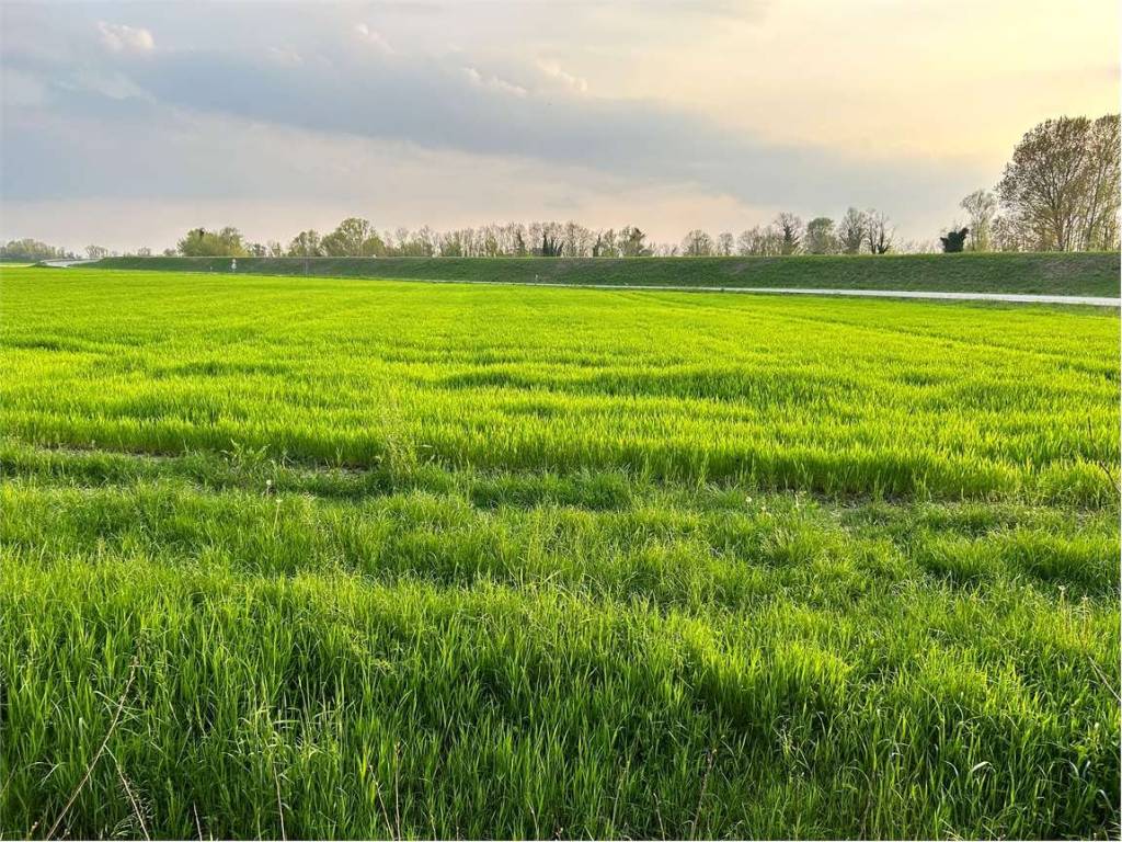 Terreno a Fiume veneto - Foto 3