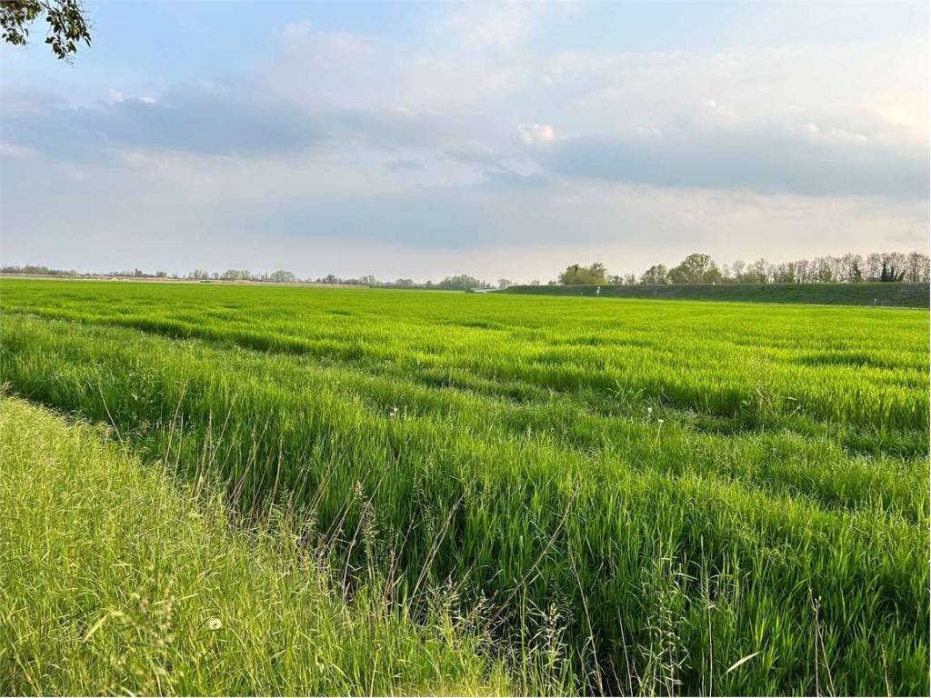 Terreno a Fiume veneto - Foto 4