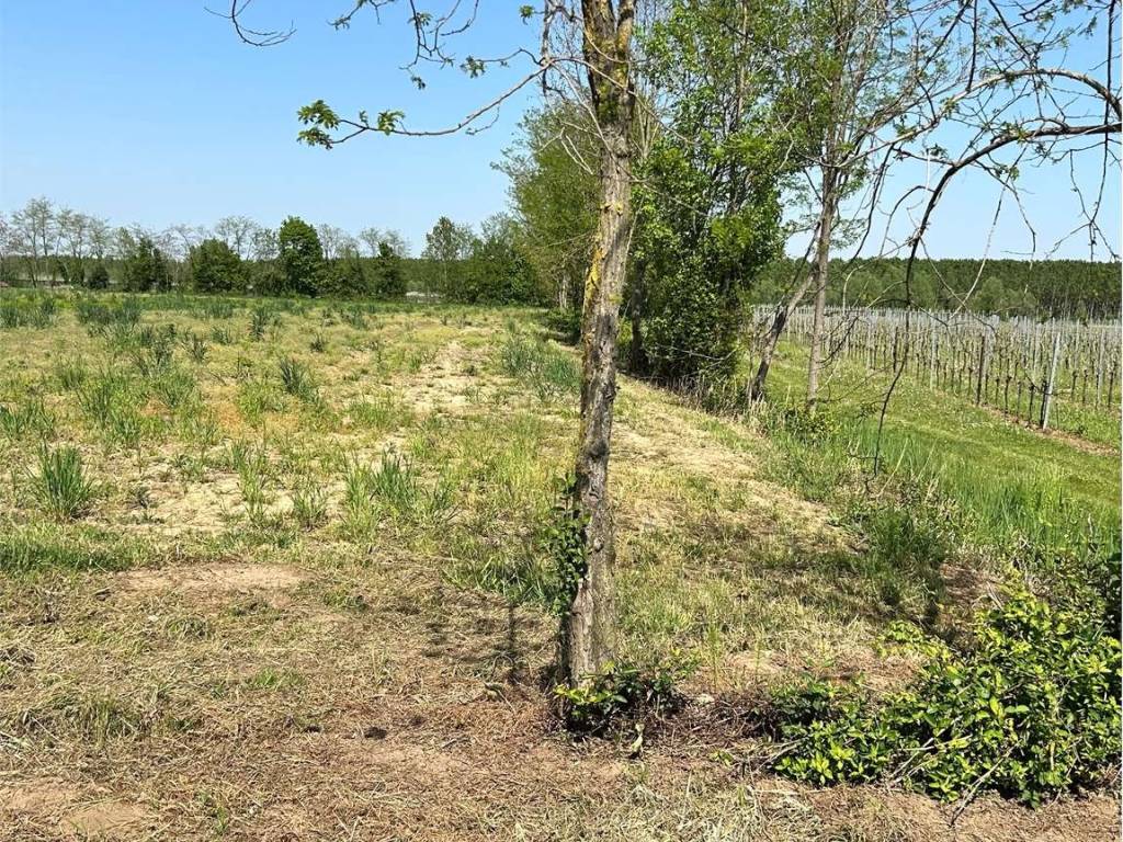 Terreno a Pasiano di pordenone - Foto 5