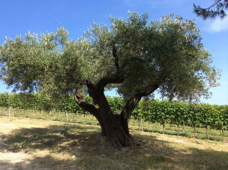 Rustico / casale a Sirolo - Foto 2