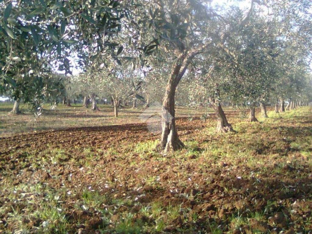 Terreno a Gioia del colle in Strada Vicinale Parasacco - Foto 2