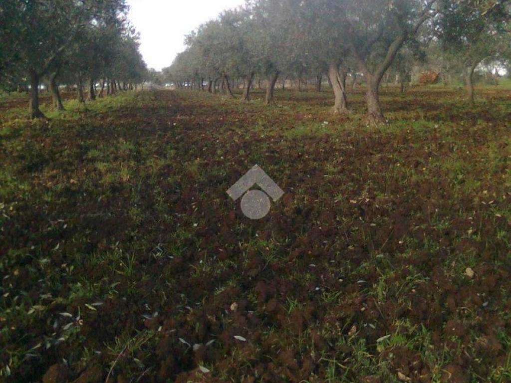 Terreno a Gioia del colle in Strada Vicinale Parasacco - Foto 3