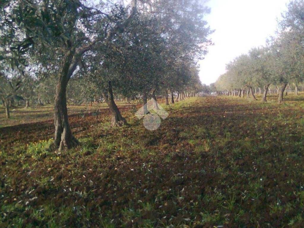Terreno a Gioia del colle in Strada Vicinale Parasacco - Foto 5