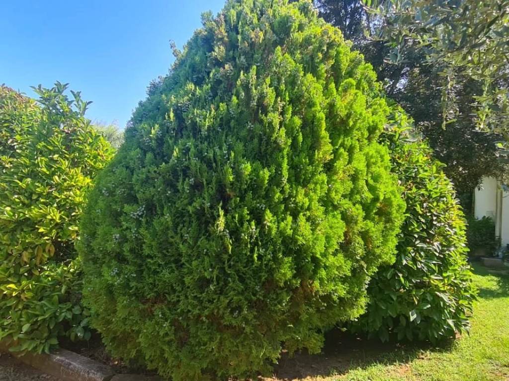 Terreno a Piombino - Foto 2