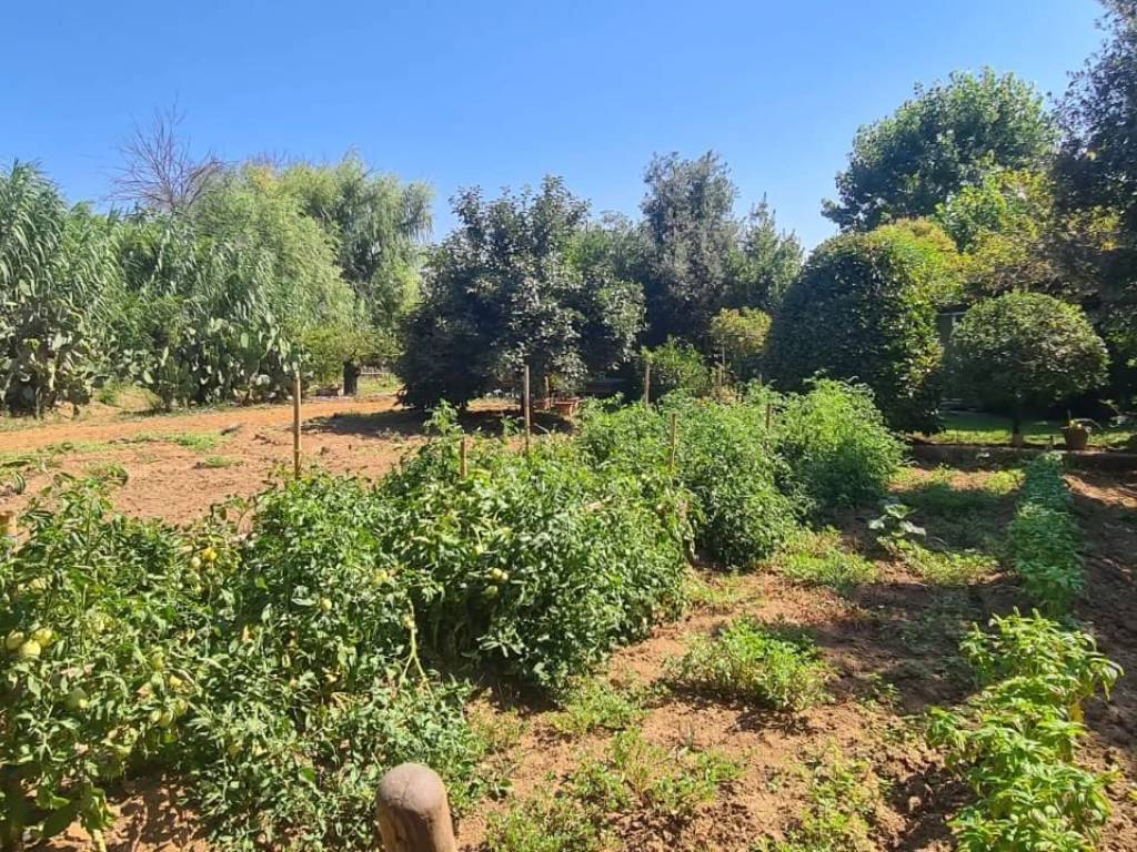 Terreno a Piombino - Foto 4