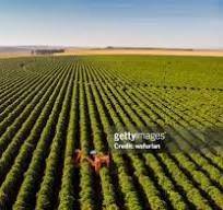 Terreno a Porto viro - Foto 5