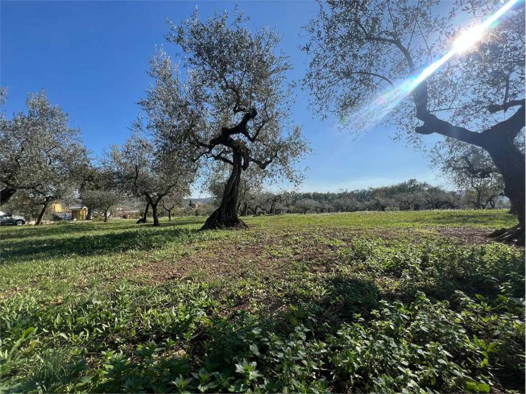 Terreno a Loreto aprutino in contrada sablanico - Foto 3