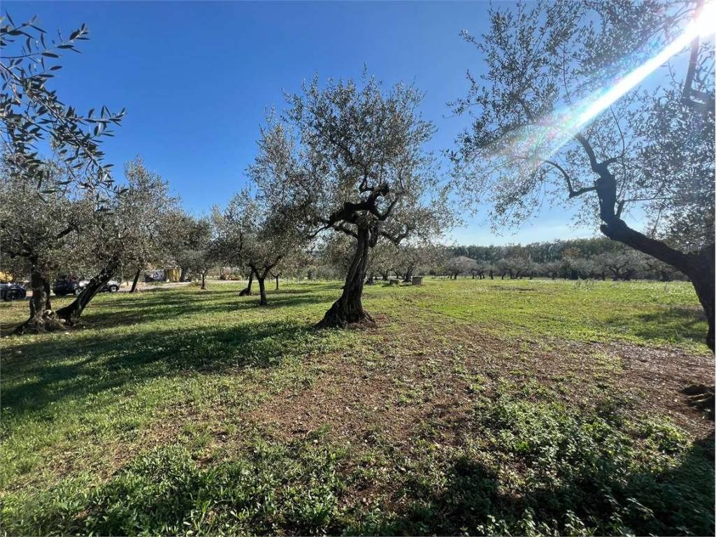 Terreno a Loreto aprutino in contrada sablanico - Foto 4